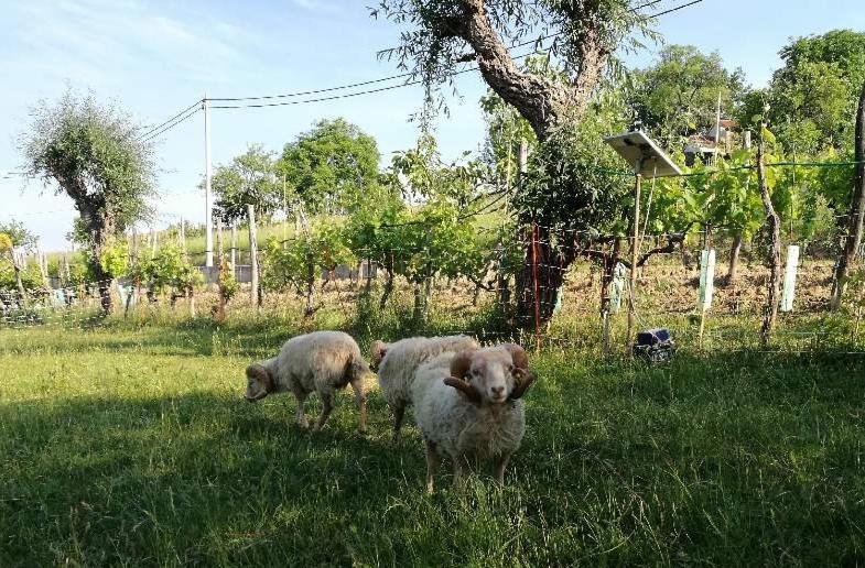 منزل الضيف Gračišče  في Wine House Rakar المظهر الخارجي الصورة