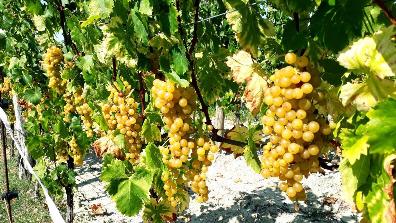 منزل الضيف Gračišče  في Wine House Rakar المظهر الخارجي الصورة